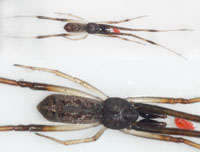 Episinus truncatus
