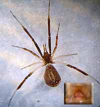 Episinus truncatus