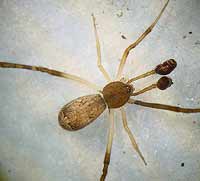 Episinus truncatus