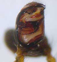 Episinus truncatus