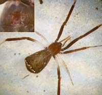 Episinus truncatus