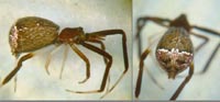 Episinus truncatus