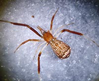 Episinus truncatus