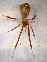 Episinus truncatus