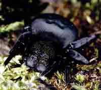 Eresus cinnaberinus
