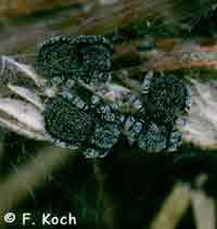 Eresus cinnaberinus