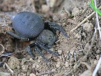 Eresus cinnaberinus