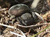Eresus cinnaberinus