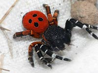 Eresus kollari