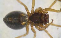 Erigone atra