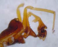 Erigone atra