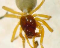 Erigone atra