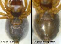 Erigone atra versus dentipalpis