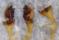 Erigone longipalpis