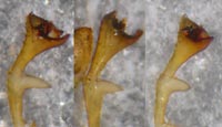 Erigone longipalpis