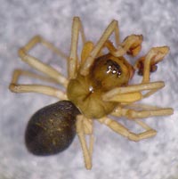 Erigone longipalpis