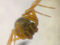 Erigonella hiemalis