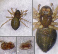 Erigonella hiemalis