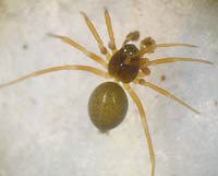 Erigonella hiemalis