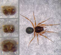 Erigonella ignobilis