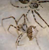 Ero aphana