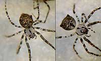 Ero aphana