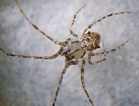 Ero aphana