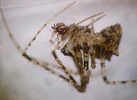 Ero aphana