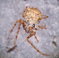 Ero aphana