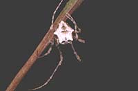Ero aphana