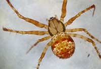 Ero cambridgei