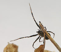 Ero cambridgei