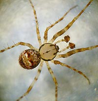 Ero furcata