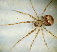 Ero furcata