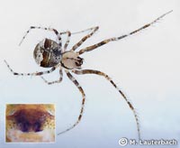 Ero tuberculata