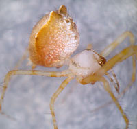 Ero tuberculata