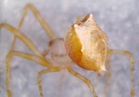 Ero tuberculata