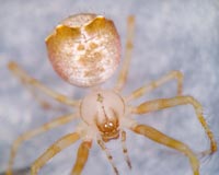 Ero tuberculata