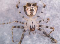 Ero tuberculata