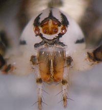 Ero tuberculata