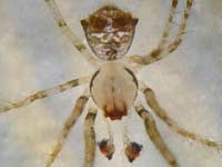 Ero tuberculata