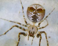 Ero tuberculata