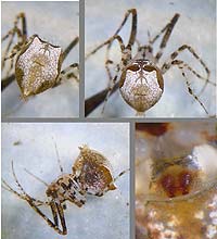 Ero tuberculata