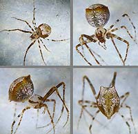 Ero tuberculata