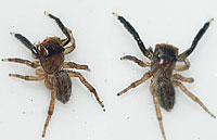 Euophrys frontalis