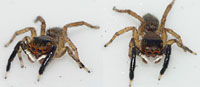 Euophrys frontalis