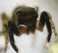 Euophrys frontalis