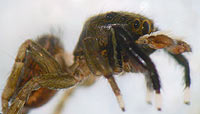Euophrys frontalis