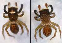 Euophrys frontalis