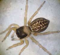 Euophrys frontalis